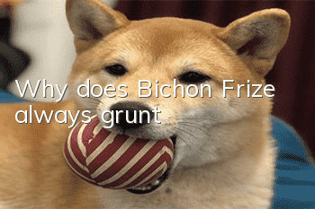 Why does Bichon Frize always grunt?