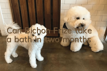 Can Bichon Frize take a bath in two months?