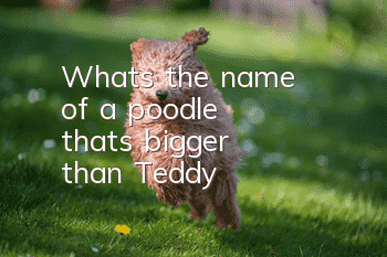 What's the name of a poodle that's bigger than Teddy?