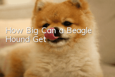 How Big Can a Beagle Hound Get?