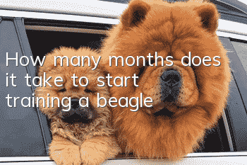 How many months does it take to start training a beagle?