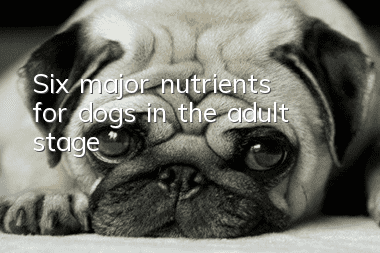 Six major nutrients for dogs in the adult stage