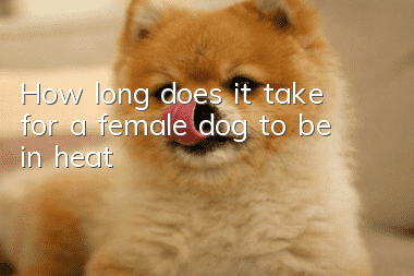 How long does it take for a female dog to be in heat?