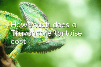 How much does a Travancore tortoise cost?