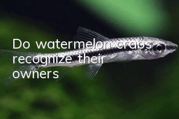 Do watermelon crabs recognize their owners?