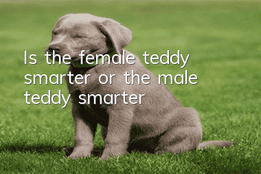 Is the female teddy smarter or the male teddy smarter?