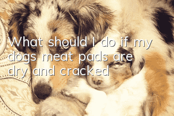 What should I do if my dog’s meat pads are dry and cracked?