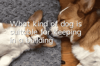 What kind of dog is suitable for keeping in a building?