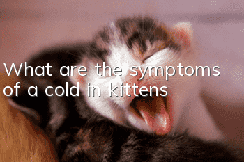 What are the symptoms of a cold in kittens?