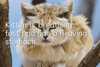 Kitten is breathing fast and has a heaving stomach