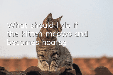What should I do if the kitten meows and becomes hoarse?