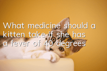 What medicine should a kitten take if she has a fever of 40 degrees?