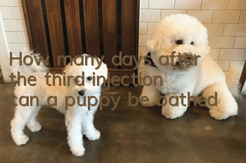 How many days after the third injection can a puppy be bathed?
