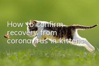 How to confirm recovery from coronavirus in kittens