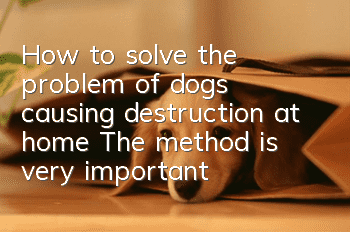 How to solve the problem of dogs causing destruction at home? The method is very important!