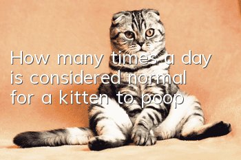 How many times a day is considered normal for a kitten to poop?