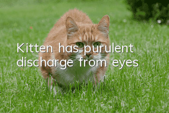 Kitten has purulent discharge from eyes