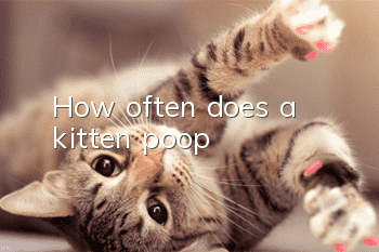 How often does a kitten poop?