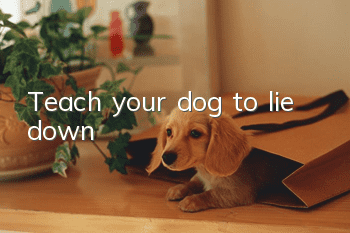 Teach your dog to lie down