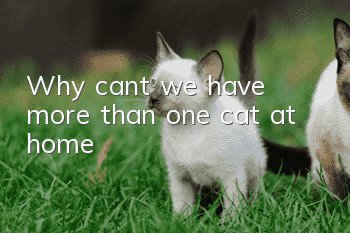 Why can’t we have more than one cat at home?