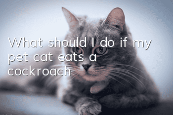 What should I do if my pet cat eats a cockroach?