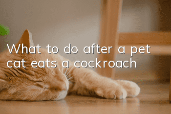 What to do after a pet cat eats a cockroach