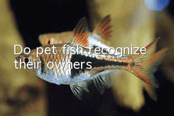 Do pet fish recognize their owners?