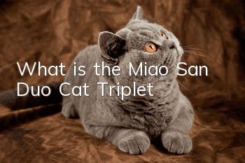 What is the Miao San Duo Cat Triplet?