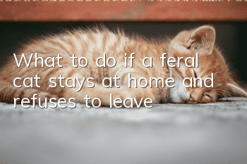 What to do if a feral cat stays at home and refuses to leave?