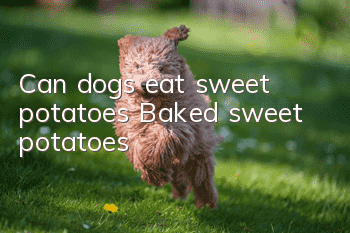 Can dogs eat sweet potatoes? Baked sweet potatoes