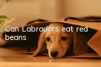 Can Labradors eat red beans?