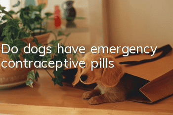 Do dogs have emergency contraceptive pills?