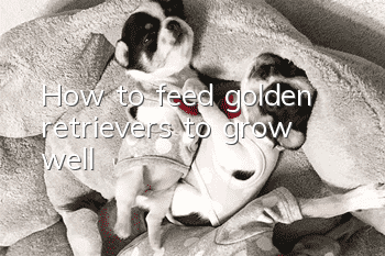 How to feed golden retrievers to grow well