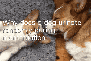 Why does a dog urinate randomly during menstruation?