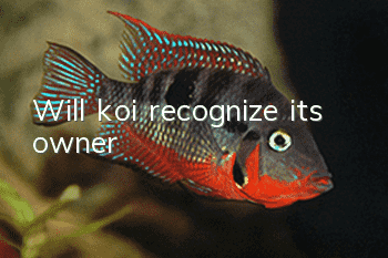 Will koi recognize its owner?