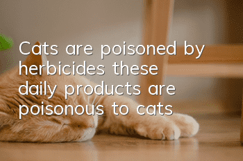 Cats are poisoned by herbicides, these daily products are poisonous to cats!