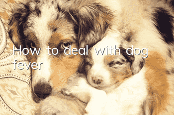 How to deal with dog fever