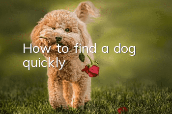 How to find a dog quickly