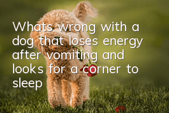 What’s wrong with a dog that loses energy after vomiting and looks for a corner to sleep?