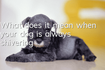 What does it mean when your dog is always shivering?