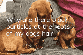Why are there black particles at the roots of my dog’s hair?