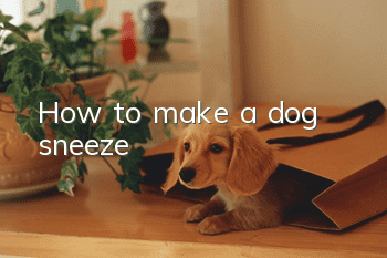 How to make a dog sneeze