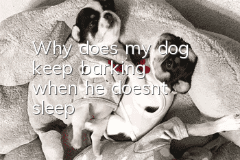 Why does my dog keep barking when he doesn't sleep?
