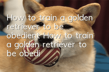 How to train a golden retriever to be obedient How to train a golden retriever to be obedient