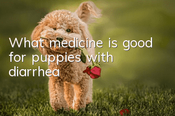 What medicine is good for puppies with diarrhea?