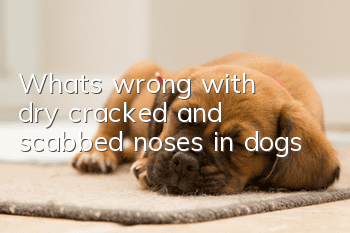 What’s wrong with dry, cracked and scabbed noses in dogs?