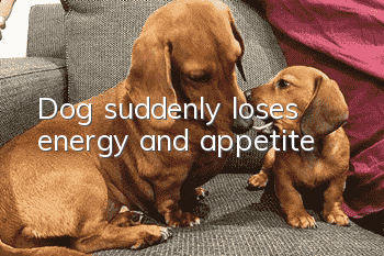 Dog suddenly loses energy and appetite