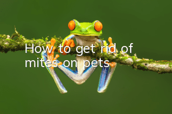 How to get rid of mites on pets