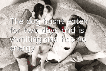 The dog hasn’t eaten for two days and is vomiting and has no energy.