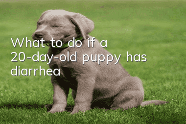 What to do if a 20-day-old puppy has diarrhea